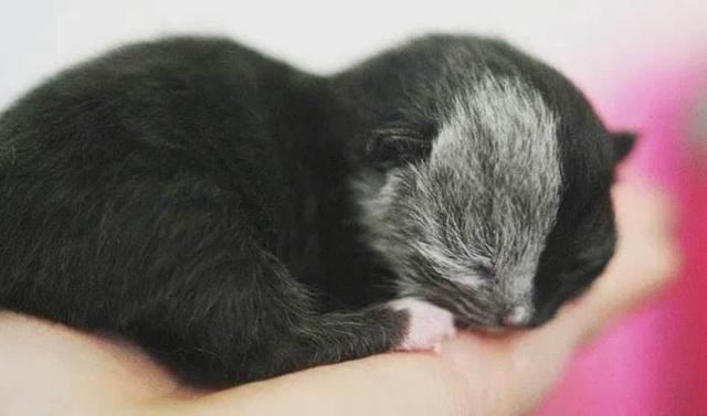 猫因为长了个“生辰脸”，很多小孩子都特别喜欢和它玩耍