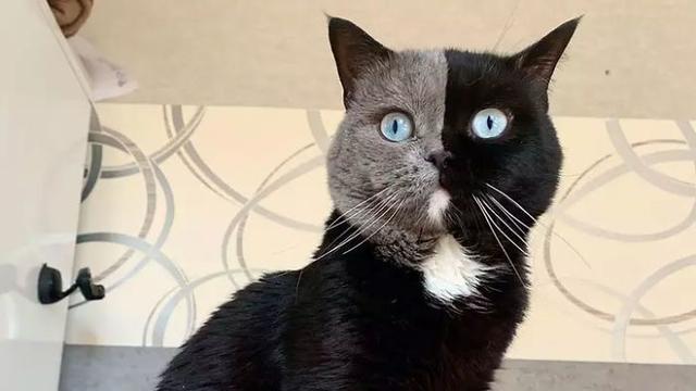 猫因为长了个“生辰脸”，很多小孩子都特别喜欢和它玩耍