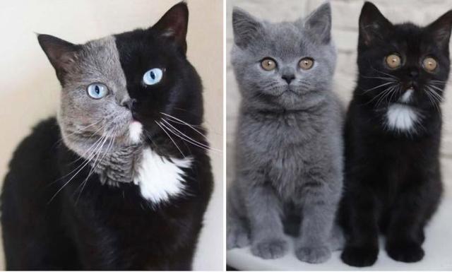 猫因为长了个“生辰脸”，很多小孩子都特别喜欢和它玩耍