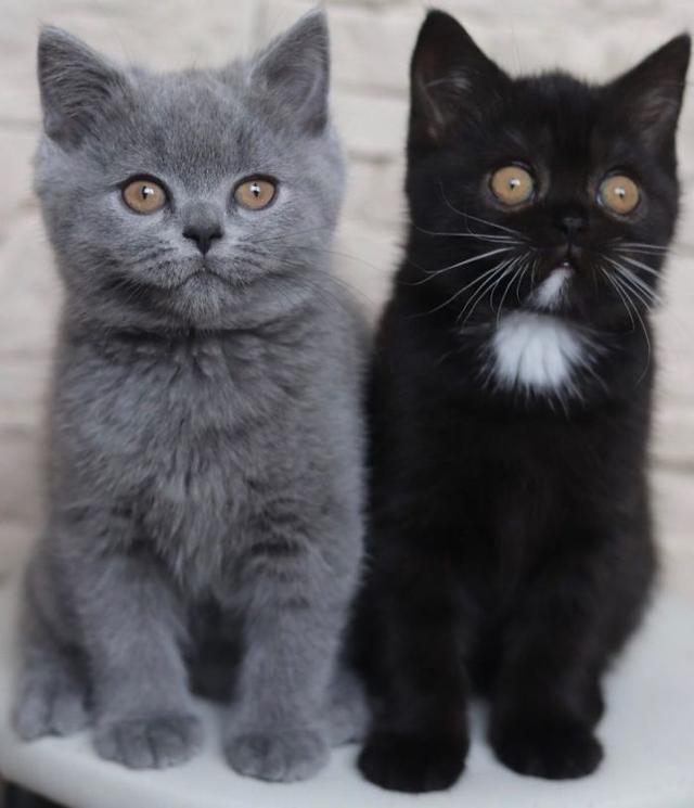 猫因为长了个“生辰脸”，很多小孩子都特别喜欢和它玩耍