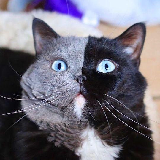 猫因为长了个“生辰脸”，很多小孩子都特别喜欢和它玩耍