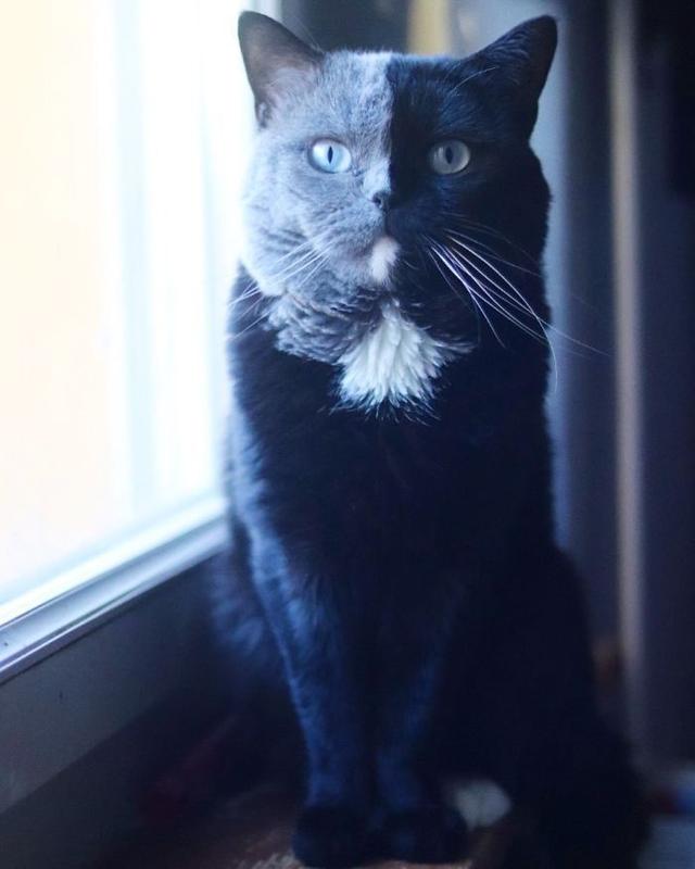 猫因为长了个“生辰脸”，很多小孩子都特别喜欢和它玩耍