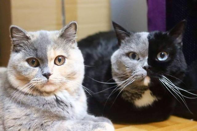 猫因为长了个“生辰脸”，很多小孩子都特别喜欢和它玩耍