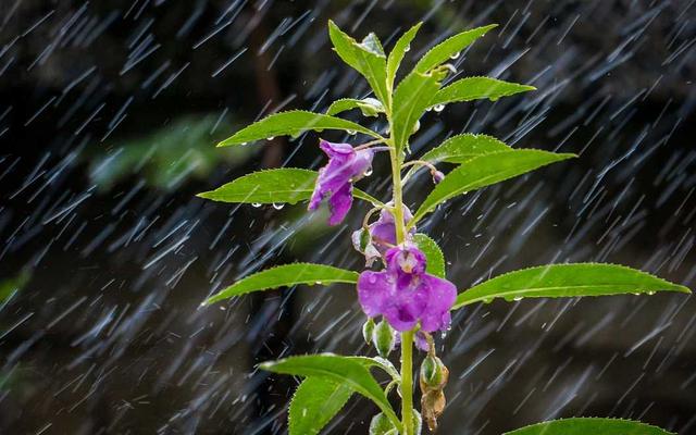 命运莫测，知几时雨几时晴？