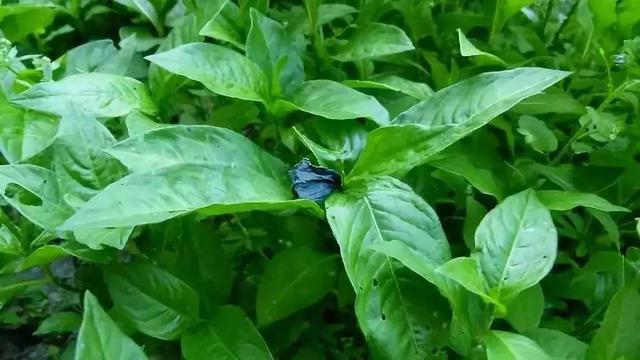 词语｜沉静的“蓝”色｜汉字中的文化