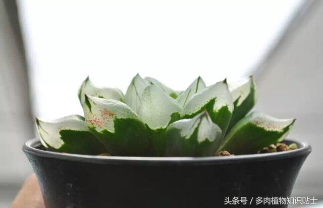 关于组培，多肉新手有话要说