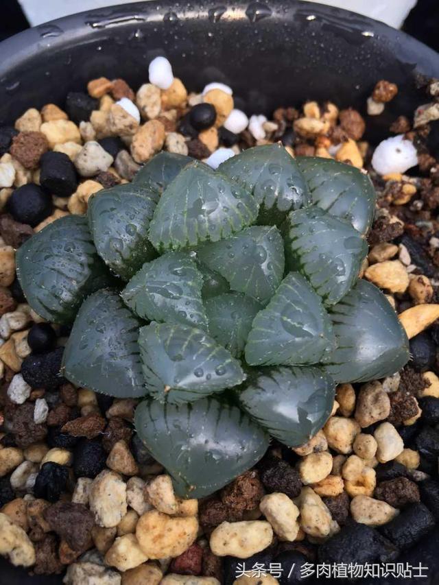 关于组培，多肉新手有话要说