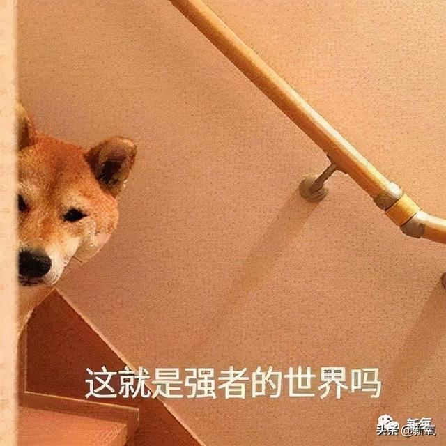 还有人没看过浩哥马屁文学吗？