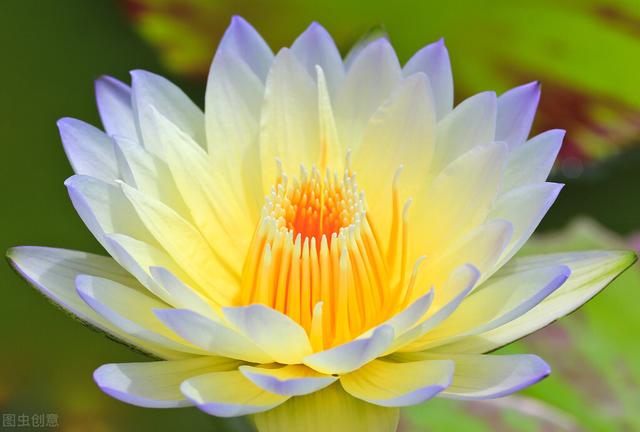 《易经》向日莲花净，含风李树薰（48）
