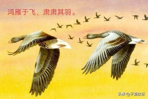 「诗经·鸿雁」与「易经·渐卦」共鉴，领略异曲同工之妙