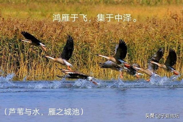 「诗经·鸿雁」与「易经·渐卦」共鉴，领略异曲同工之妙