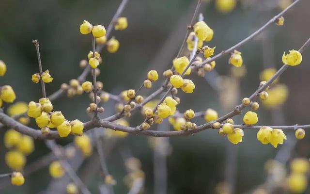 不识庐山真面目，只缘身在此山中。两句诗意思相近的生辰成语是