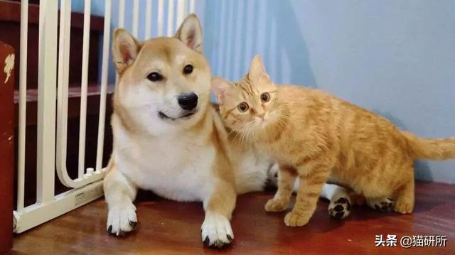 猫狗双全就是人生赢家？先看看如何避免猫狗大战吧