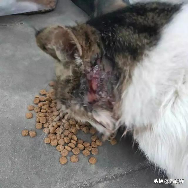 猫狗双全就是人生赢家？先看看如何避免猫狗大战吧
