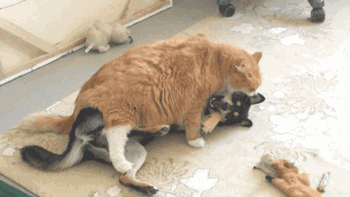 猫狗双全就是人生赢家？先看看如何避免猫狗大战吧