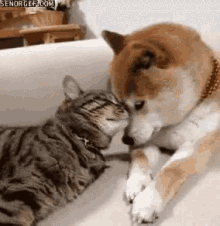 猫狗双全就是人生赢家？先看看如何避免猫狗大战吧