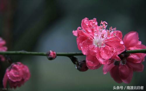 “桃花运“”是怎么来的？