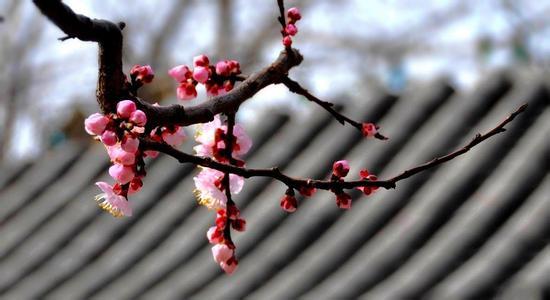 “红杏出墙”出的谁的墙？“五花八门”又是哪八门？有意思