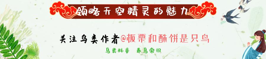 有大三口绝活的黄雀，还有段搞笑的趣史：黄雀的饲养和你想的不同