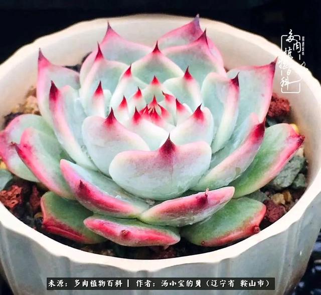 远嫁他乡，多肉是我孤寂时最美的陪伴