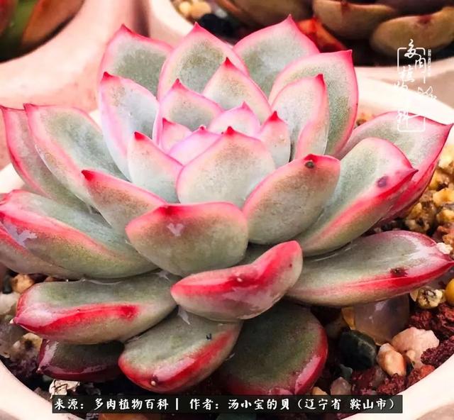 远嫁他乡，多肉是我孤寂时最美的陪伴