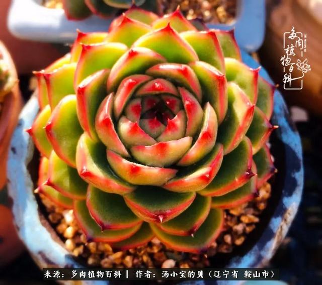 远嫁他乡，多肉是我孤寂时最美的陪伴