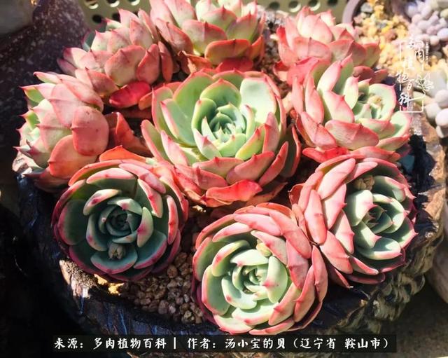 远嫁他乡，多肉是我孤寂时最美的陪伴