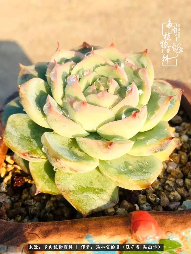 远嫁他乡，多肉是我孤寂时最美的陪伴