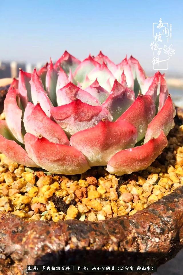 远嫁他乡，多肉是我孤寂时最美的陪伴