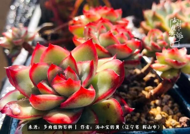远嫁他乡，多肉是我孤寂时最美的陪伴