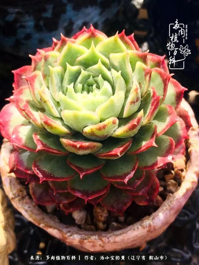 远嫁他乡，多肉是我孤寂时最美的陪伴