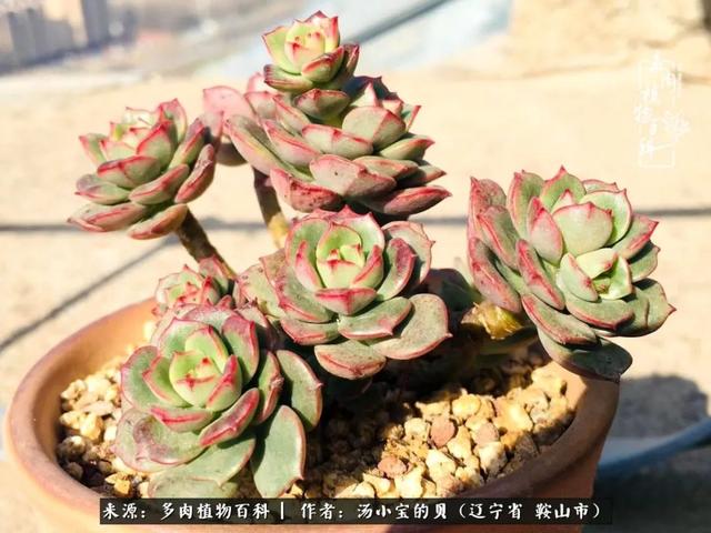 远嫁他乡，多肉是我孤寂时最美的陪伴