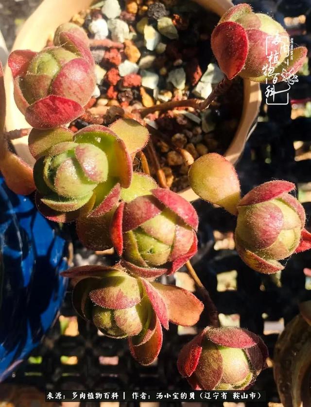 远嫁他乡，多肉是我孤寂时最美的陪伴
