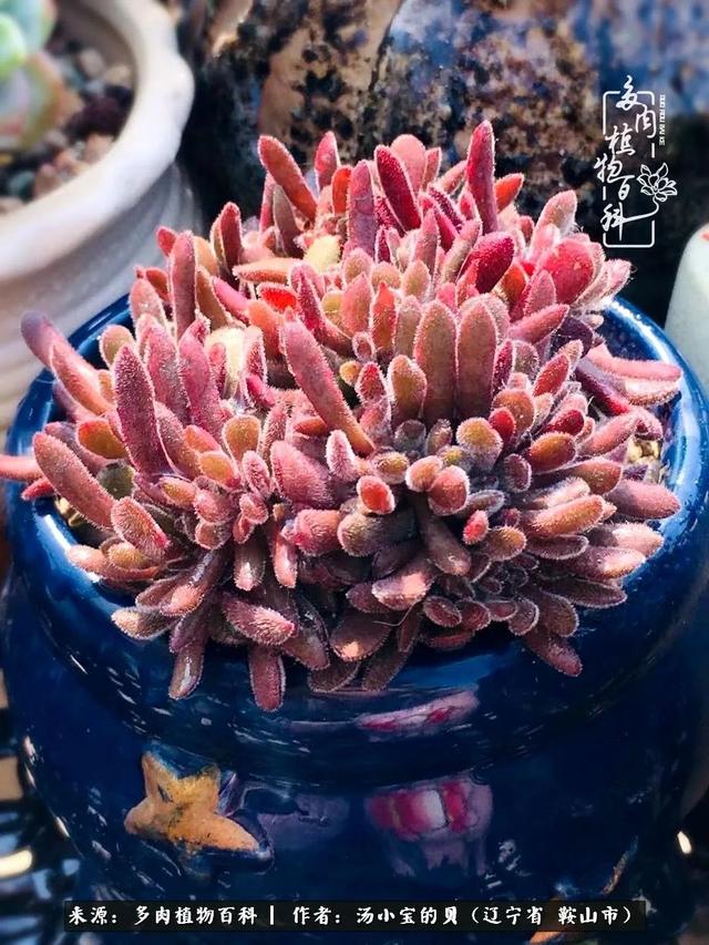 远嫁他乡，多肉是我孤寂时最美的陪伴