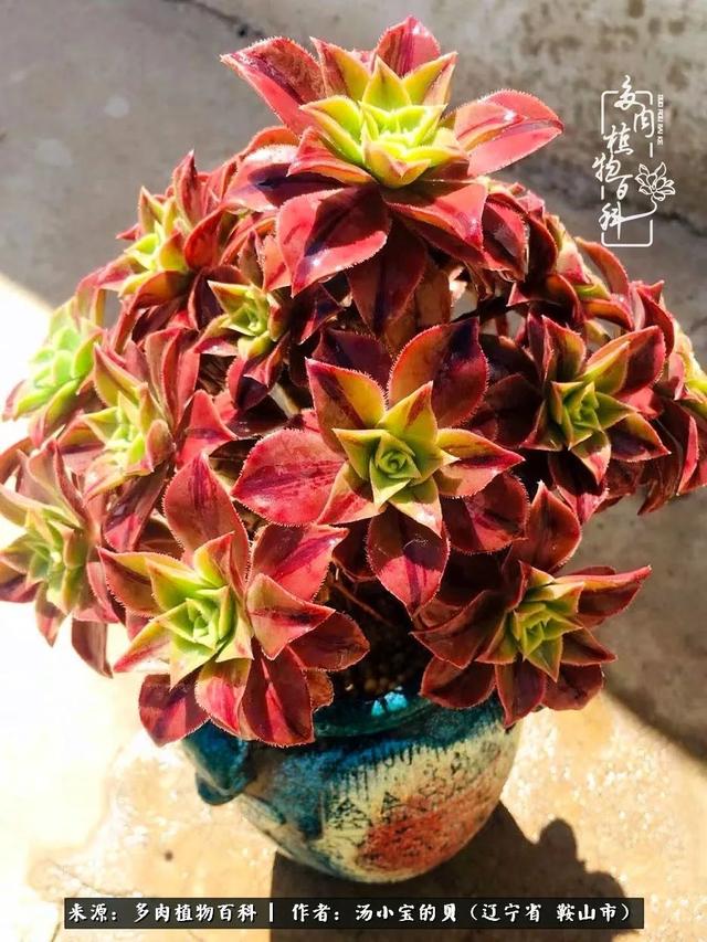 远嫁他乡，多肉是我孤寂时最美的陪伴
