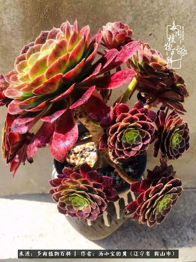 远嫁他乡，多肉是我孤寂时最美的陪伴