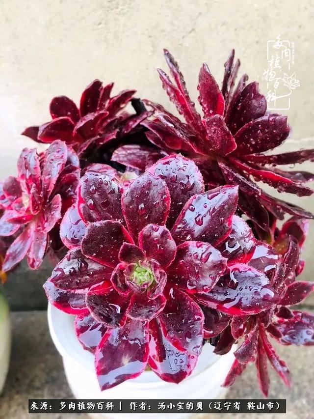 远嫁他乡，多肉是我孤寂时最美的陪伴