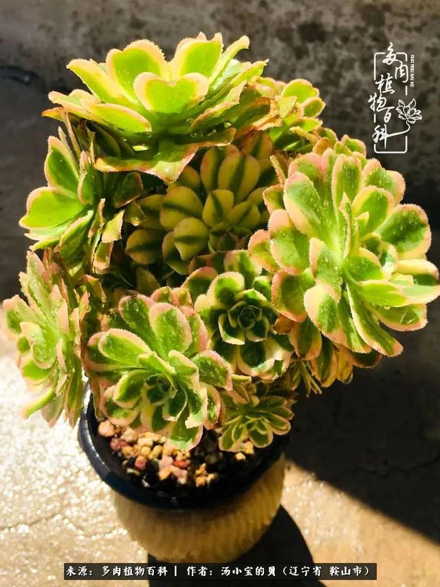 远嫁他乡，多肉是我孤寂时最美的陪伴