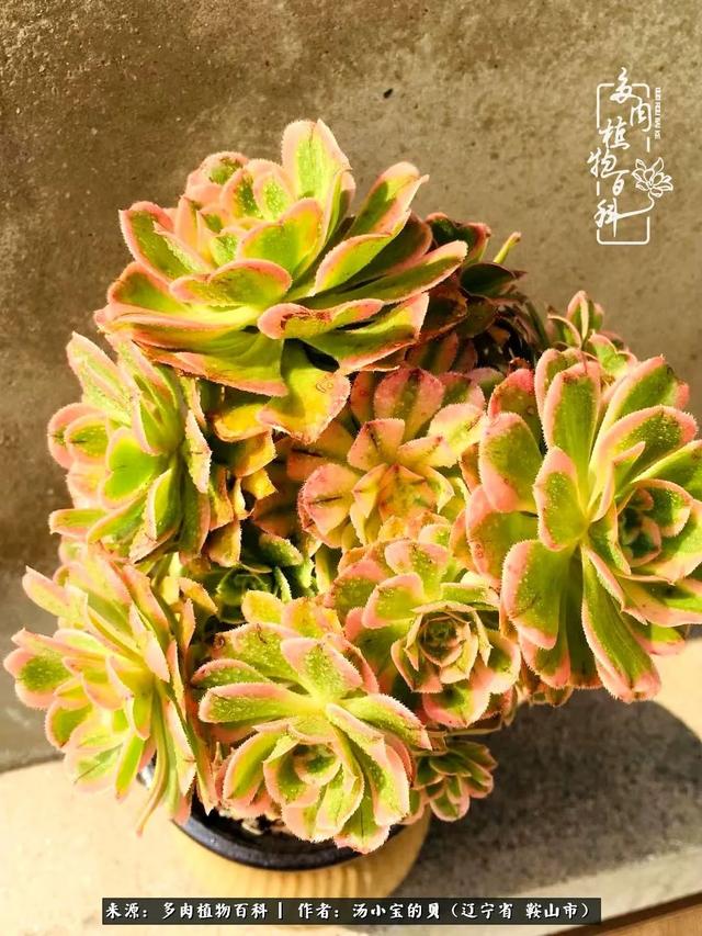 远嫁他乡，多肉是我孤寂时最美的陪伴