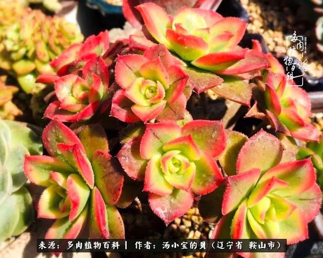 远嫁他乡，多肉是我孤寂时最美的陪伴
