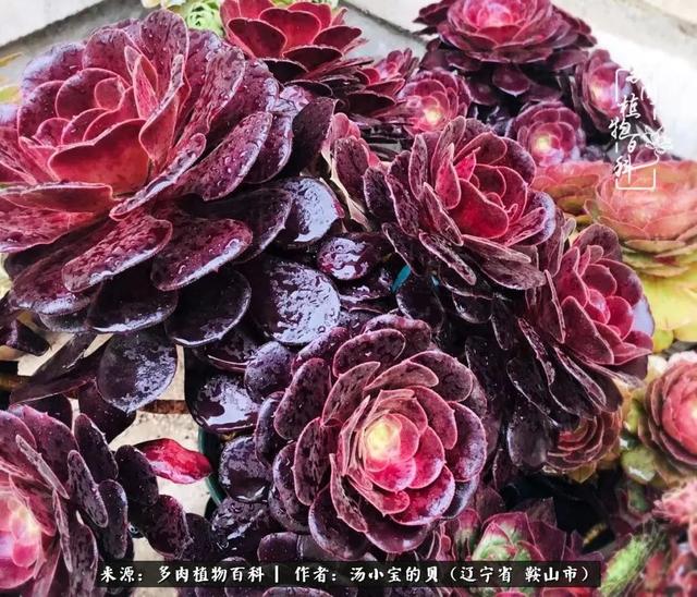 远嫁他乡，多肉是我孤寂时最美的陪伴