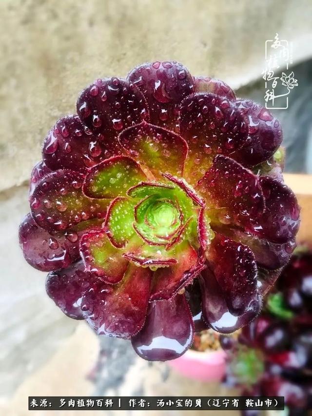 远嫁他乡，多肉是我孤寂时最美的陪伴