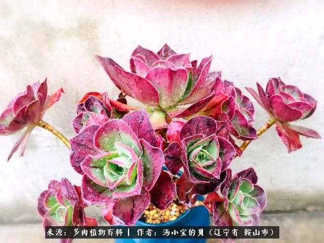 远嫁他乡，多肉是我孤寂时最美的陪伴