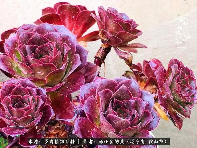 远嫁他乡，多肉是我孤寂时最美的陪伴
