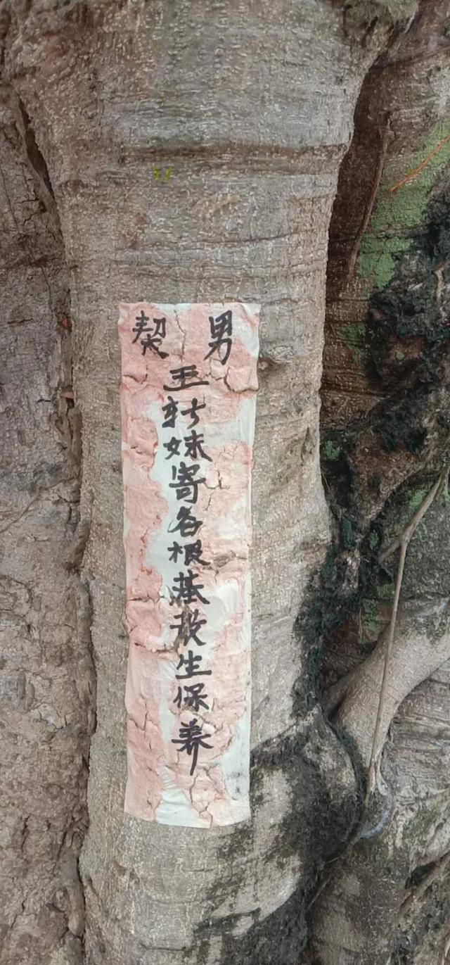 大树上贴了纸条“认契爷”，你见过吗？