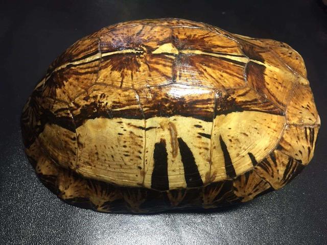 为何古人占卜要用乌龟壳，背后有啥讲究，看完恍然大悟