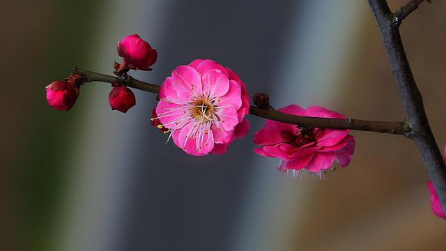 桃花运旺，为什么不是好事？过来人的经验之谈