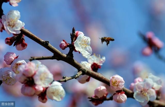桃花运及周公、桃花女的传说