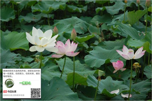 令女乃帝妻之相，此生三段孽缘，两次姻缘