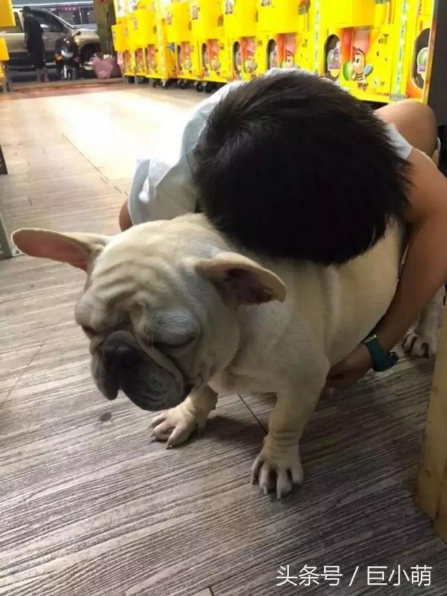 大清都灭亡了！怎么还有人迷信养狗死全家